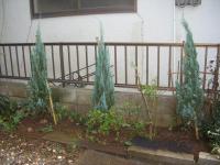 埼玉県さいたま市中央区 お庭の模様替え ブルーヘブン 植木屋 造園業