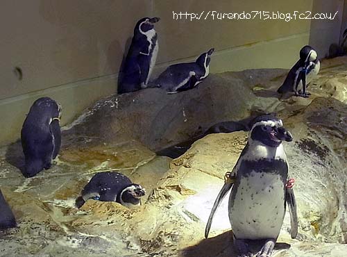 宮島水族館　フンボルトペンギン