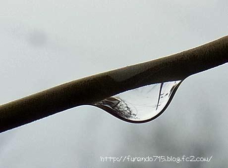 ブルーベリーの枝の雨滴