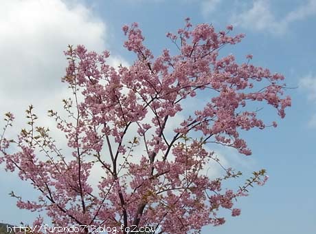 上関の河津桜