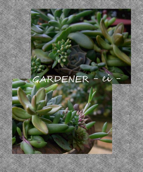 Mixed succulents 03