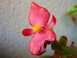 ベゴニア　花