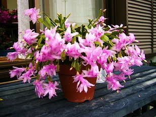 季節のガーデニング シャコバサボテンの花がら摘み