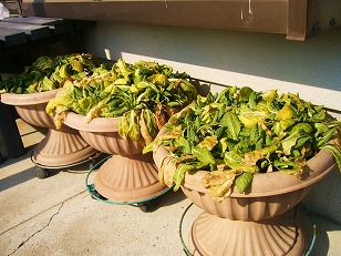 プリムラ　鉢植え　（１）