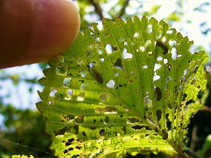オオデマリの害虫 季節のガーデニング