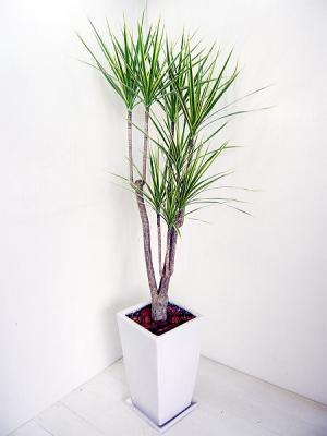 観葉植物の管理 種類と育て方 ドラセナ コンシネ ホワイトボリー