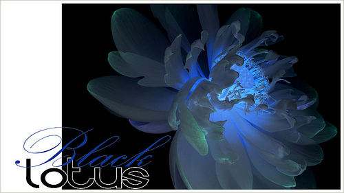 lotusblack