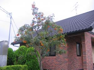 オレンジの実の木