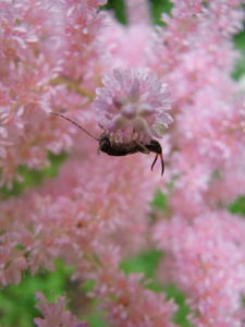 RIMG0201_ピンクの花と虫