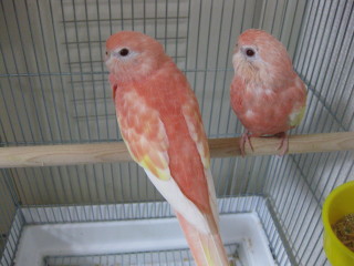 Pure Bird通信 ピンクのインコをお迎えしました