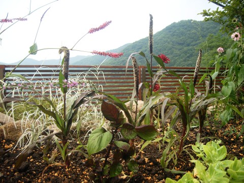 洋種の赤花イブキトラノオと黒キビ