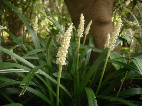 白い花のヤブラン