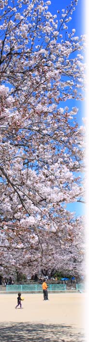 小頭町公園の桜2