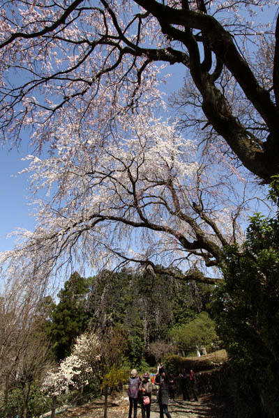 2012内山緑地の桜2