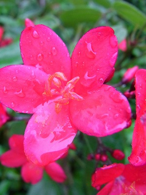 雨と花２