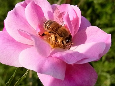 ミツバチ2