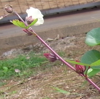 ローゼルの花
