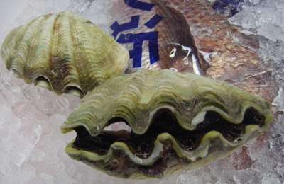シャコガイ貝殻２