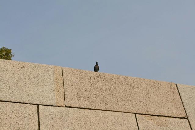 大阪城の鳩1