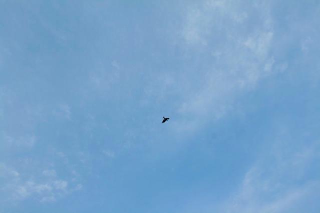 大阪城上空を飛ぶ鳥