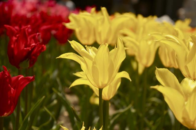 京都府立植物園Tulip,CloseUp3064
