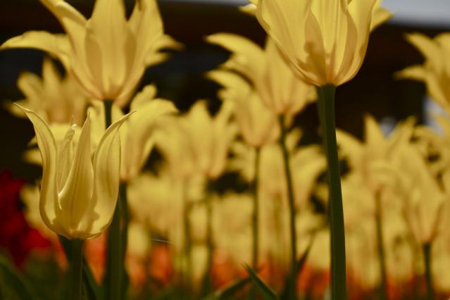 京都府立植物園Tulip,CloseUp3065