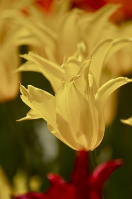 京都府立植物園Tulip,CloseUp3069