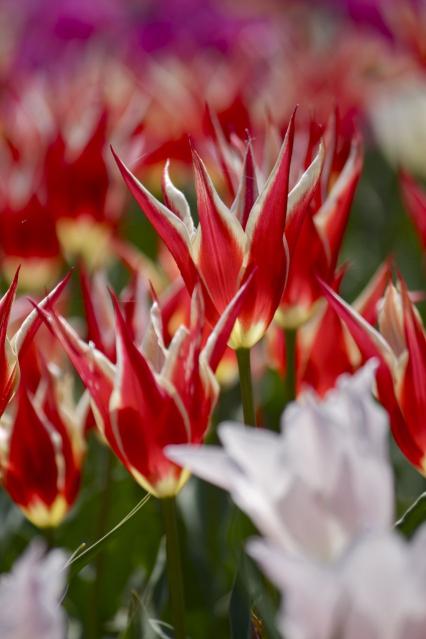 京都府立植物園Tulip,CloseUp3071