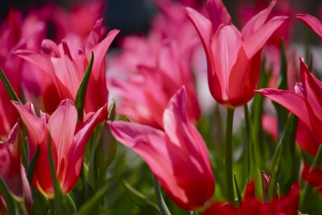 京都府立植物園Tulip,CloseUp3073