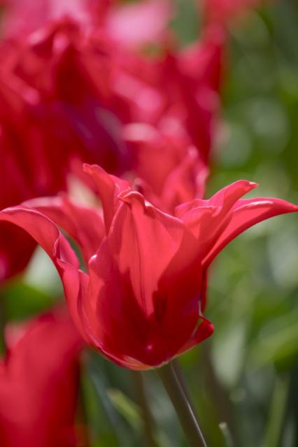 京都府立植物園Tulip,CloseUp3074