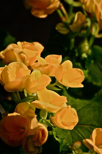 黄色い花9387