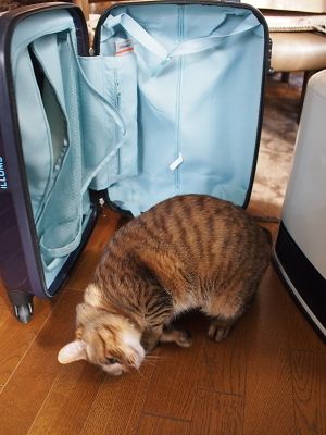 にゃおとスーツケース６