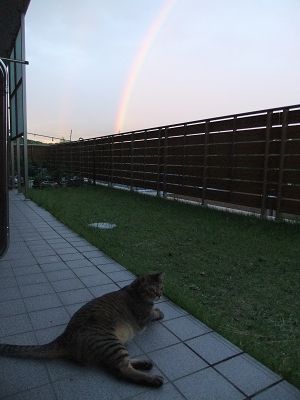 お庭から見た虹２