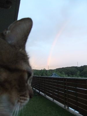 お庭から見た虹４