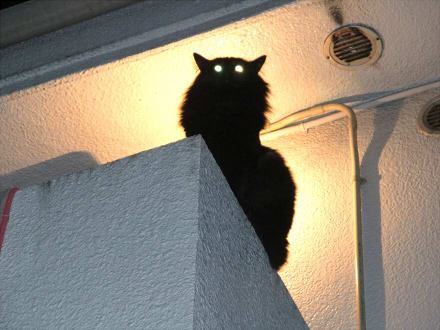 影のネコ