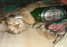 酒と猫
