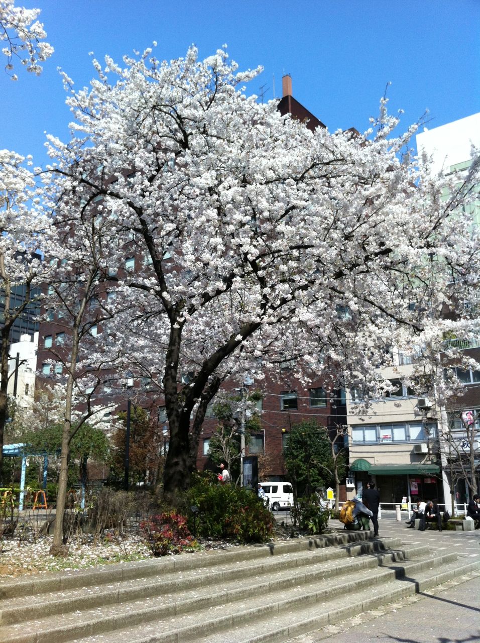 2012桜1