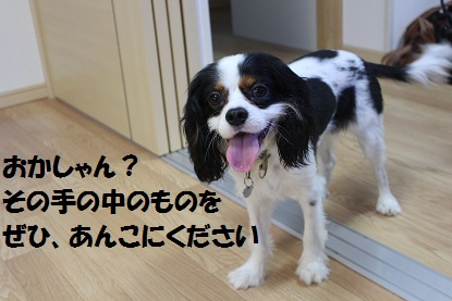 0517ブログ5