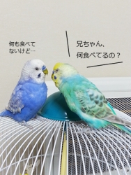 20141127_sunmeri.jpg
