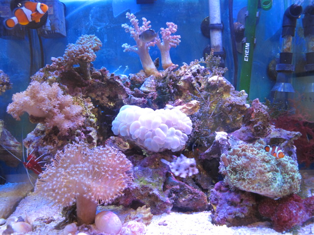 サンゴ選びのコツ 海水魚を飼育する５０のコツ