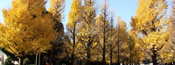 慶応大学のイチョウ並木