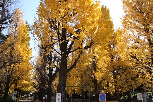慶応大学正門からのイチョウ並木