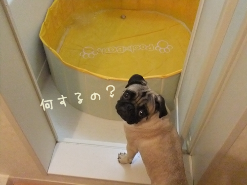 DSCF6263.jpg