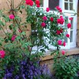 english roses 1