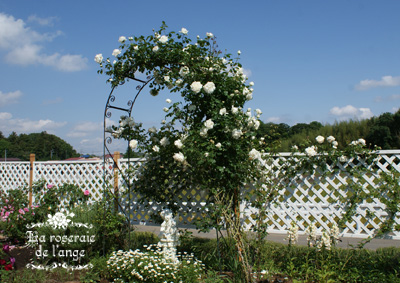 ☆ホワイトガーデン♪ 天使のオブジェの土台造り ＆ 宿根草やバラを植えつけ☆・＊: La roseraie de l'ange＊天使の薔薇庭＊