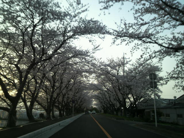 木曽岬の桜並木