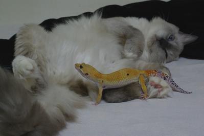 猫とヒョウモントカゲモドキ