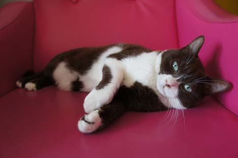ソファで寝る猫のチョコ