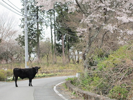 桜と牛。