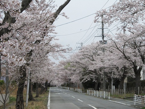 富岡の桜。